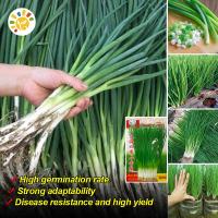 ราคา เมล็ดพันธุ์ ต้นหอม หอมแดง Shallot Seeds Spring Onion Organic Vegetable Seeds for Planting เมล็ดหอมแดง เมล็ด (45054855646)