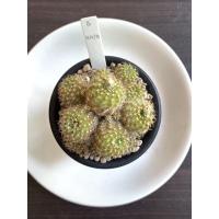 ราคา Cactus Frailea grahliana (แคคตัส เฟเรีย กาเรียน่า ไม้เมล็ด) (11750440994)