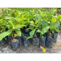 ราคา มะเดื่อชุมพร หรือ มะเดื่ออุทุมพร พร้อมปลูกสูงประมาณ 40-50เซนติเมตร (43328169305)