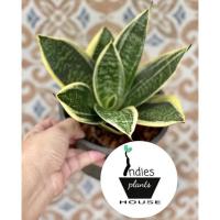 ราคา ลิ้นมังกรขอบทอง Sansevieria spp (13513409956)