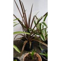 ราคา สับปะรดสี ไม้กอ ตัดขายหน่อ (6529095558)