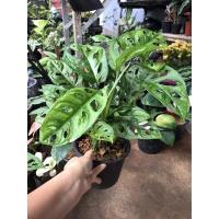 ราคา พลูฉลุ_ต้นพลูฉลุใบเป็นเอกลักษณ์ (11860297652)