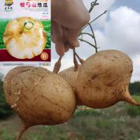 ราคา [ ซื้อ 5 แถม 5 ฟร]มันแกว เมล็ดพันธุ์ 20เมล็ด มันแกว มันตะเภา มันละแวก ปลูกมันแกว เมล็ดมันแกว เมล็ดพันธุ์ (50600955410)