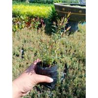 ราคา สนหอมไล่ยุง สนหอมแอฟริกา (14038655582)