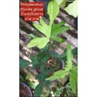 ราคา ต้นก้านกุ้งโกสด่าง philodendron florida ghost ต้นนี้ต้นจริงนะคะด่างฮาฟ (9888993948)