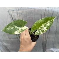 ราคา บอนกระดาดด่าง ด่างสวย (18853133218)