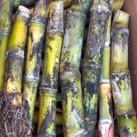 ราคา พันธุ์อ้อยคั้นน้ำสุพรรณบุรี50 ส่งแบบท่อน 20 ท่อน 100 บาท พันธุ์อ้อยคั้นน้ำรสชาติหอมหวาน คนนิยมกันมาอันดับ ๑ (26372512611)