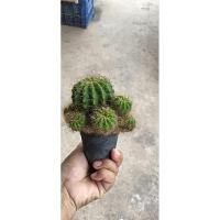 ราคา แคคตัสถังทองแคคตัสถังทองฟอร์มก่อกำลังสวย (27055275564)