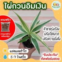 ราคา ไผ่กวนอิมเงิน พร้อมกระถาง 3 นิ้ว *แถมกาบมะพร้าว* ต้นไม้มงคล ต้นไม้จิ๋ว เสริมโชคลาภ เงินทองมั่งคั่ง ค้าขายรุ่งเรือง (15672680855)