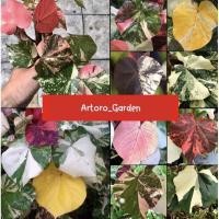 ราคา ต้นโพธิ์ 7 สี หรือ ต้นโพธิ์ทะเลด่าง (Thespesia populnea variegated) (15568571047)