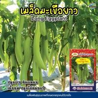 ราคา เมล็ดมะเขือยาว Long Eggplant ตราภูเขาทอง เมล็ดพันธุ์มะเขือยาว เมล็ดผักสวนครัว เมล็ดพันธุ์มะเขือ เมล็ดมะเขือ เมล็ดพันธุ์ (5758882772)