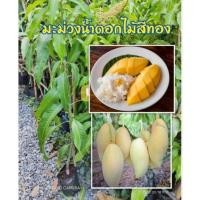 ราคา มะม่วงน้ำดอกไม้สีทอง กิ่งทาบ ] สวยตรงปก สูง80-100ซม. รับประกันความเสียหายระหว่างการขนส่ง 8-12 เดือนเริ่มให้ผล (6947878795)