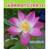 ราคา เมล็ดดอกบัวหลวงบรรจุ 10เมล็ด ดอกใหญ่สีสวย (15821459228)
