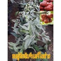 ราคา ชมพู่ทับทิมจันทร์ใบด่าง (13580726803)