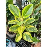 ราคา ยางอินเดียด่างเหลือง ต้นยางอินเดีย ไม้ฟอกอากาศ ใบสวยหายาก ใบด่างเหลืองโดดเด่น ไม้มงคล (40462411799)