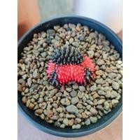 ราคา ยิมโนคริสไร้หนามด่าง ไม้เมล็ด/ด่างแดง-ดำ/ฟอร์มน้องเขาแกะ (27868394686)