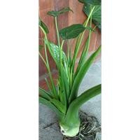 ราคา ต้นนางกวักหรือกวักใบโพธิ์เป็นไม้มงคลไม้ฟอกอากาศไม้เสริมทรัพย์ (52004273505)