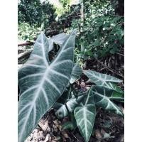 ราคา ต้นพญาจงอาง ตระกูลalocasia longiloba (10211171833)