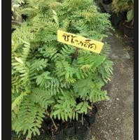 ราคา ขาย ต้นขี้เหล็ก 1 ถุงดำ ต้นแข็งแรงพร้อมปลูก ราคาถูก (4874359706)