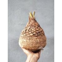 ราคา หัวปรง ขนาดใหญ่(รอบหัว40-50cm) ส่งเฉพาะหัวไม่มีใบ ปรง ไม้หัว ต้นปรง ปรงป่า ปรงโคก ปรงนา (21411338902)