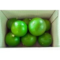 ราคา มะนาวสดปลอดสาร เปลือกบางน้ำเยอะ กลิ่นหอม เก็บสดๆจากสวน (9964124999)