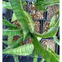 ราคา ต้นลิ้นมังกรในกระถางขนาด 3 นิ้ว (สูงประมาณ 15-17 ซม.ส่งทั้งกระถาง) (3243539702)