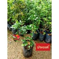 ราคา ต้นประยงค์ ประยง ไม้พุ่มดอกหอม (18325241491)