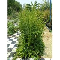 ราคา ต้นดอกสร้อยทอง ตัดสด ชุดละ 20 ต้น 30บาท (27229346209)