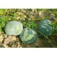 ราคา เมล็ดพันธุ์ฟักหอมหรือฟักป้อม (กลิ่นหอมเหมือนใบเตย) 20 เมล็ด 29 บาท เมล็ด พันธุ์ พื้นเมือง ทำแกงหอมอร่อย (8229522981)