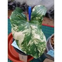 ราคา ต้นเงินไหลมาด่างเหลือง(ด่างลายวากิว)​ (9682404758)