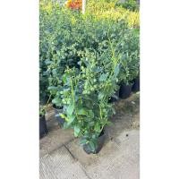 ราคา บลูเบอรี่BlueberryV2ต้นติดผล (25165486352)