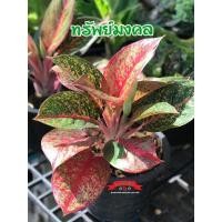 ราคา อโกลนีมา หรือต้นแก้วกาญจนา “ทรัพย์มงคล” ต้นใหญ่มีหน่อ (19688915953)