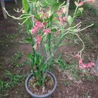 ราคา ต้นนกน้อยนำโชค (6540965359)