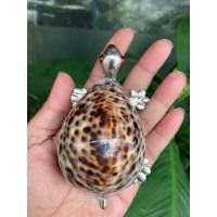 ราคา เต่าเงิน ติดเปลือกหอยเบี้ยโป่งลายเสือตัวใหญ่ ขนาดเต่า 10-11CM ตกแต่ง ตั้งโชว์ เสริมฮวงจุ้ย เปลือกหอยแท้ธรรมชาติ (8154661078)