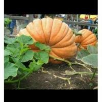ราคา เมล็ดพันธุ์ฟักทองยักษ์แอสแลนติก (5468059118)
