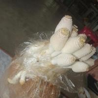 ราคา ก้อนเชื้อเห็ดโคนน้อย (2041069128)