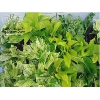 ราคา พลูราชินีหินอ่อน/พลูฉลุ/พลูทอง/พลูด่างกระถาง 4" เลือกต้นเองได้ (10911147751)