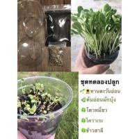 ราคา ชุดทดลองปลูกต้นอ่อนทานตะวัน,ไควาเระ,โตวเหมี่ยว,ผักบุ้งงอก,ข้าวสาลี ผักไมโครกรีน (5929306312)