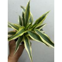 ราคา ไผ่กวนอิมด่าง กระถาง 3 นิ้ว รากแข็งแรง พร้อมจัดส่ง (26481484606)