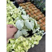 ราคา ต้นออมเงิน ออมเงิน ต้นใหญ่ กระถาง 5 นิ้ว สินค้าขายดี (13848250442)