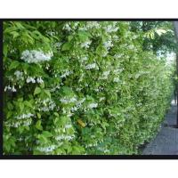 ราคา ขาย ต้นโมกพวง ไม้ไทยดอกหอม 2 ต้น (2 ถุงดำ) หน้าหนาวใบอาจไม่ค่อยสวยเป็นช่วงผลัดใบ สูง 1 เมตร ราคา 259 บาท ราคาถูก (2850067894)