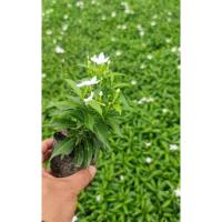 ราคา ต้นพุตศุภโชติ พุทศุภโชค พุดศุภโชค ขั้นต่ำ 10 ต้น (28855939821)