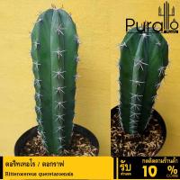ราคา ต้นกระบองเพชร ตอริทเทอโร / ตอกราฟ Ritterocereus queretaroensis #cactus #กระบองเพชร (23346307735)