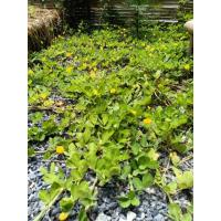 ราคา 700เมล็ดแถม50เมล็ด ถั่วบราซิลเมล็ด ถั่วบราซิลเมล็ดพันธุ์ ถั่วบราซิลพืชคลุมดิน ถั่วบราซิลต้นไม้และเมล็ดพันธุ์ ถั่ว (5137469677)