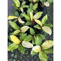 ราคา philodendron moonlightด่าง กุมารเรียกทรัพย์ด่าง ไม้มงคล (15691661041)
