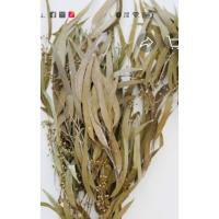 ราคา ช่อใบเมล็ดยูคาลิปตัสแห้งสำหรับงานแต่งโฮมออฟฟิต1ชุด10กิ่ง (28189673113)