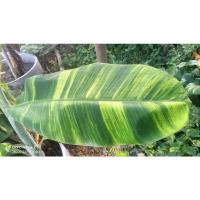 ราคา กล้วยน้ำว้าปากช่อง 50ด่างเหลือง (19466834889)