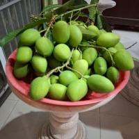 ราคา มะม่วงเบาใต้จากสวนที่บ้านปลอดสาร 1กก.ขายถูกราคา59 บาท.. หมดแล้วหมดเลย ทยอยเก็บจากต้นใหม่ๆสดๆ (24089690453)