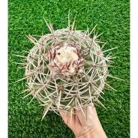ราคา พร้อมส่งแคคตัสเมโลหนามยาว ไม้เมล็ด ต้นใหญ่ ออกเซฟาเลี่ยมตรงหัว พร้อมออกดอกออกฝัก Melocactus curvispinus (41809644496)