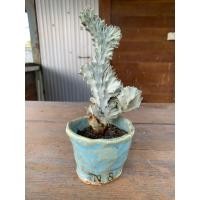 ราคา ต้นหยกนำโชค กระดูกมังกร ส่งพร้อมกระถาง Euphobia Lactea ยูโฟเบีย แลคเทีย (50752369225)